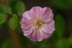 Maria Luigia rose photo