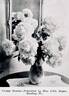 Claire Dubois peony photo