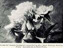 Gloire de Charles Gombault peony photo