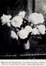 Madame de Verneville peony photo