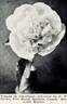 Madame de Verneville peony photo