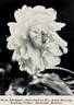 Mademoiselle Rousseau peony photo