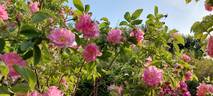 <i>Rosa pomifera</i> 'Duplex' rose photo