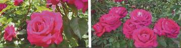 Jolie Melodie rose photo