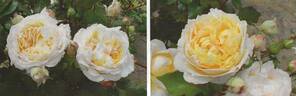 Champagne rose photo