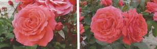 Embrasement Parfumé rose photo