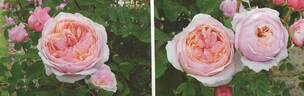 Arcana rose photo