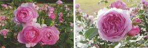Uki-Yo rose photo