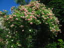 Phyllis Bide rose photo