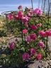 AKA  125-18 rose photo