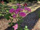 August Noack, Cl. rose photo
