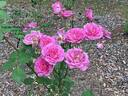 August Noack, Cl. rose photo