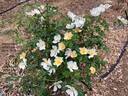 Wildflower rose photo