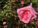 Doctor Grill rose photo