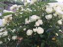 Snow White rose photo
