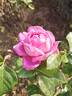 Folle Courtisane rose photo