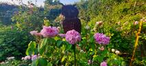 Enfant de France rose photo