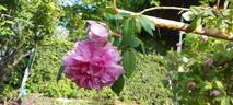 Enfant de France rose photo