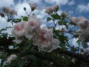 Edmond Proust rose photo