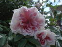 Edmond Proust rose photo