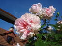 Edmond Proust rose photo