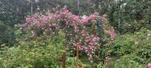 Pompon de Paris rose photo