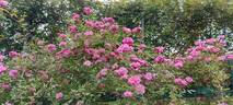 Pompon de Paris rose photo