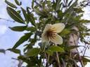 Christmas Surprise clematis photo