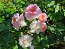 Elizabeth rose photo