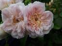 Elizabeth rose photo