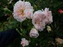 Elizabeth rose photo