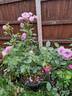 Dioressence® rose photo