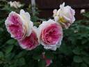 Amazing Day rose photo