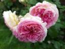 Amazing Day rose photo
