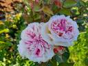 Amazing Day rose photo
