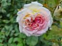 Amazing Day rose photo