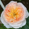 Juliet rose photo