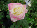 Headliner rose photo