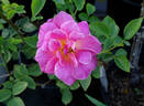 Heinrich Wendland rose photo