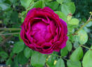 Henry Nevard rose photo