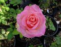 Hermosa rose photo