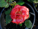 High rose photo
