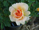 Honey Perfume ™ rose photo