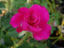 Hot Prince rose photo