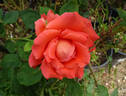 Impulse rose photo
