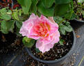 Incantation rose photo
