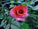 Iris Webb rose photo