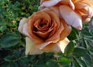 Irish Crème rose photo