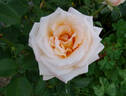 Ivory Tower rose photo