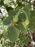 Wolley-Dod's Rose rose photo